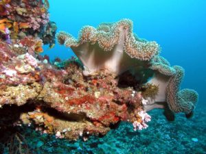Malediven-Unterwasserwelt